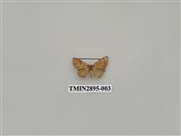 藏品(尺蛾634)的圖片